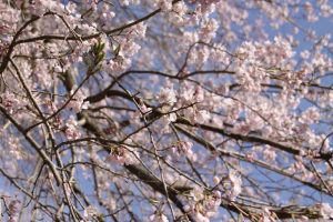 西光の枝垂桜