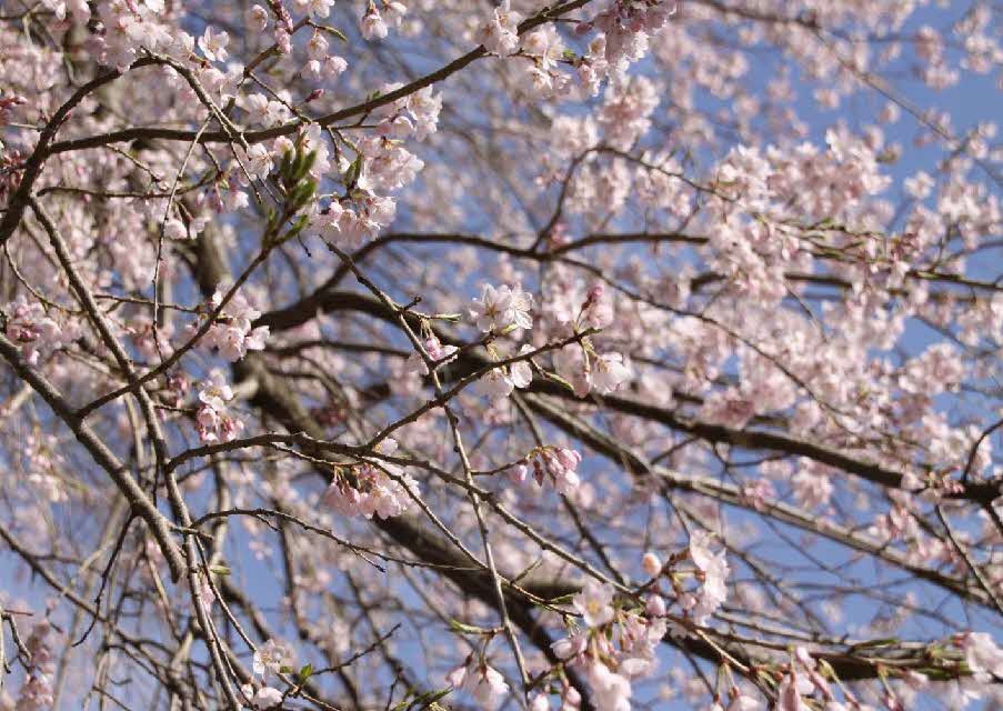 西光の枝垂桜