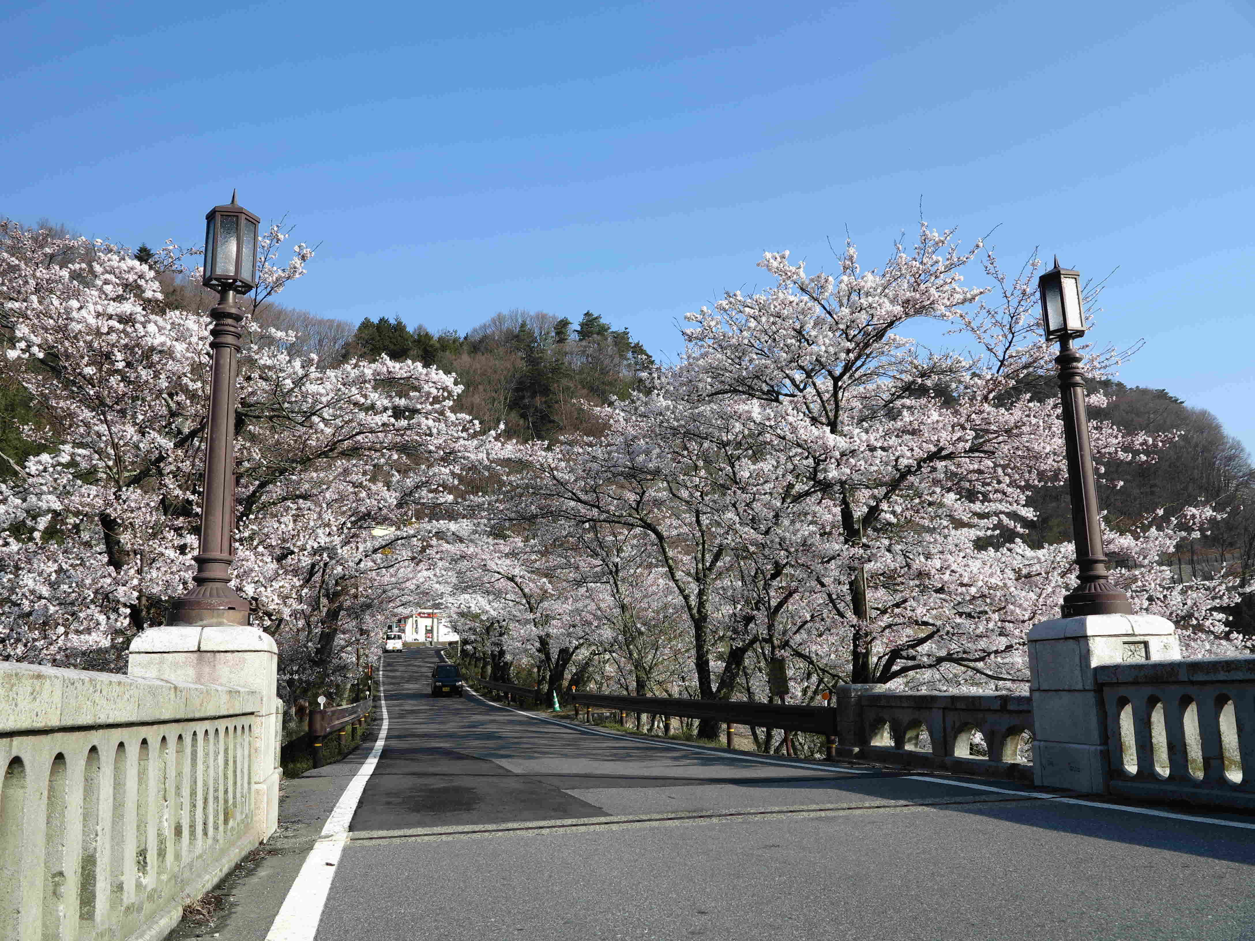坂戸橋の桜