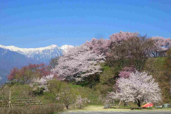 大草城址公園の桜