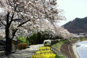 依田川桜堤防の桜
