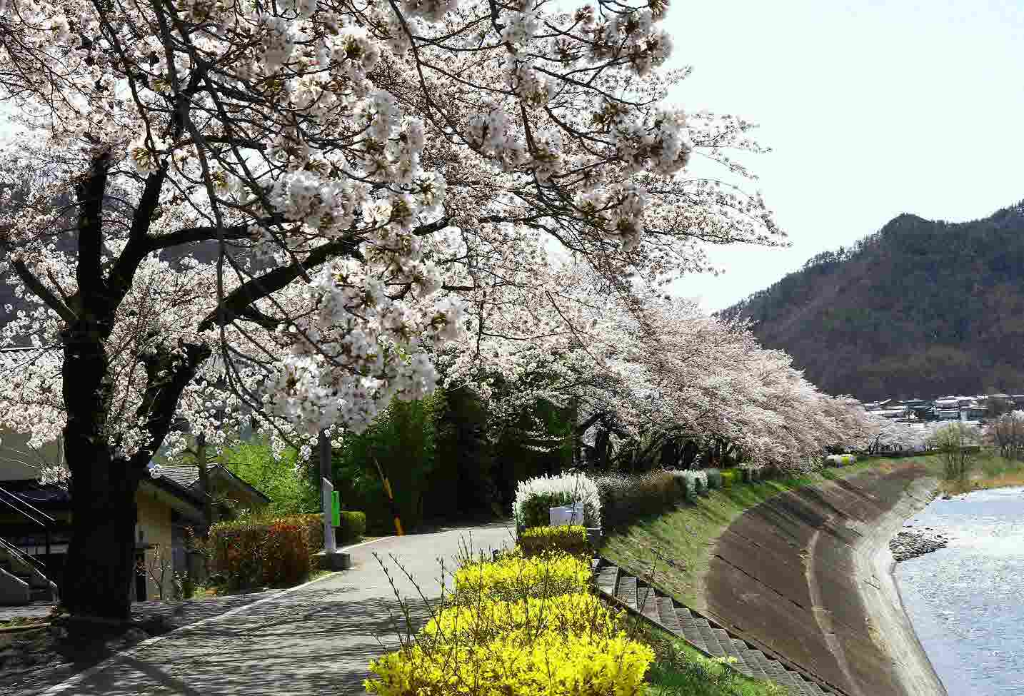 依田川桜堤防の桜