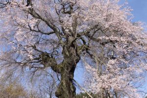 西光の枝垂桜