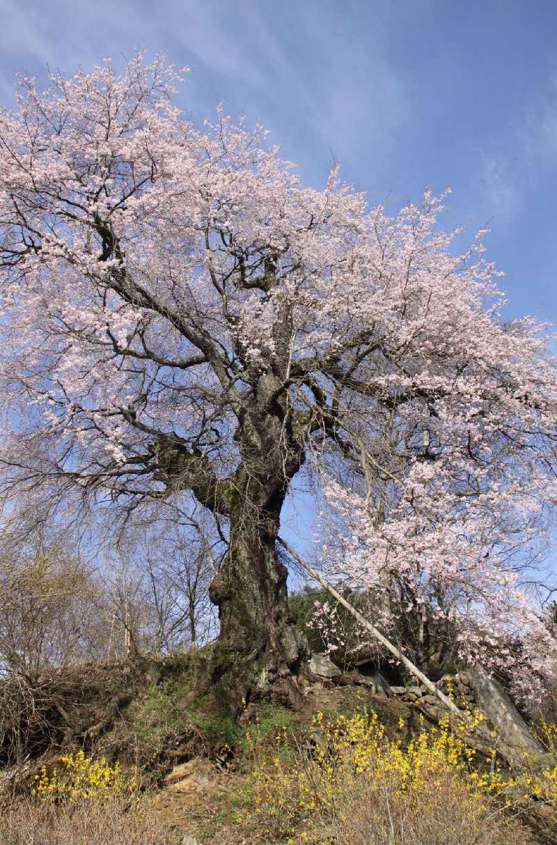 西光の枝垂桜