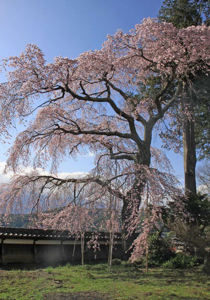 栖林寺の枝垂桜