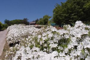 茶臼山自然植物園