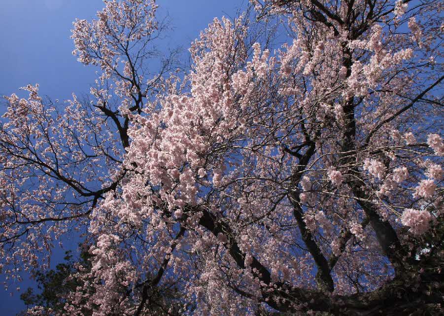 栖林寺の枝垂桜