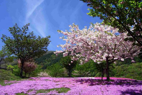 桜の丘公園
