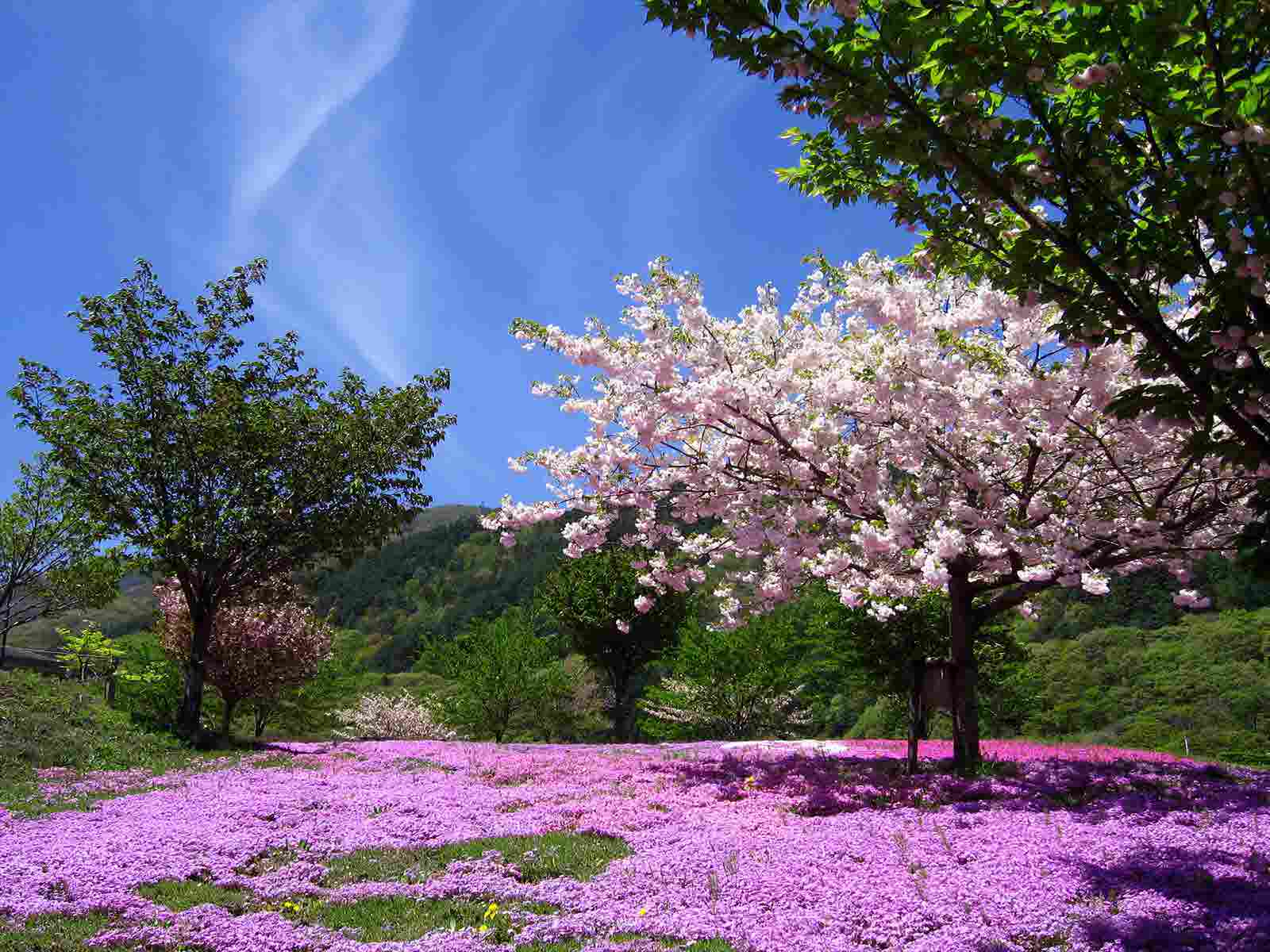桜の丘公園