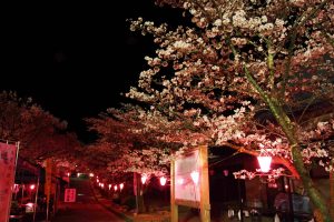 大草城址公園の桜