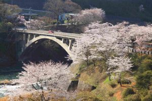 坂戸橋の桜